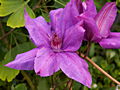 Clematis Xerxes IMG_6855 Powojnik